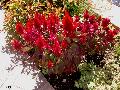 Plumed Cockscomb / Celosia argentea 